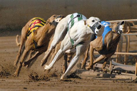 betamerica greyhound racing  Shows Training to Win Race Replays Authors James Scully Vance Hanson Kellie Reilly Ashley Anderson Harness Racing Quarter Horse Racing Greyhound Racing Latest News